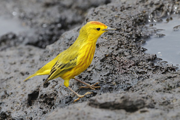 Yellow Warbler